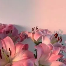 Recherche animaux à promener / nourrir