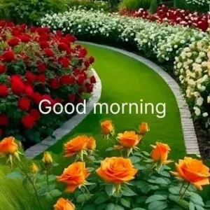 Limpieza de hogar y jardineria