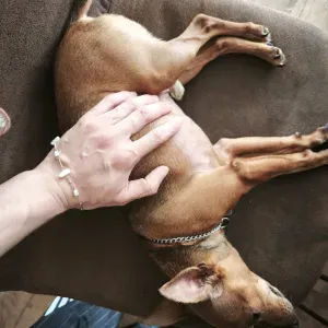 Job offer for a petsitter in Pézenas