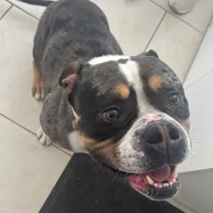 Anaïs 19 ans Pet-Sitter à Paris !