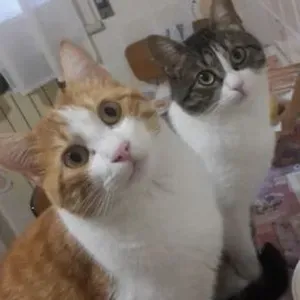 Addetta pulizie zona Parma e provincia