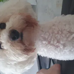 Garde chien caniche nain de 5 ans