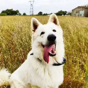 Posição para um empregado de limpeza em Azeitão