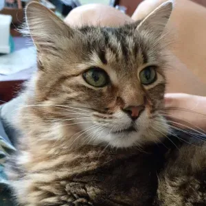Pet-sitter Haut Vaucluse proche Vaison-la-Romaine 
