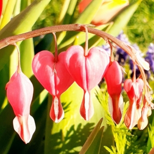 Aide à domicile diplômée, avec expérience.