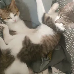 Pet-Sitter sur Amiens, n'hésitez pas !