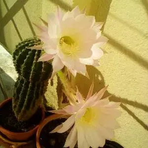 Ménagère serieux et responsable 