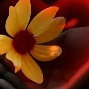 Ik heb altijd een alternatief.