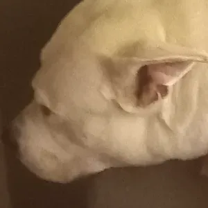 Garde chien et chats à mon domicile