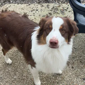 Animateur depuis 1 an, recherche un complément 