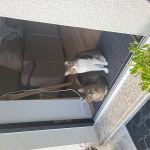 Pet sitter gatos - Lousada