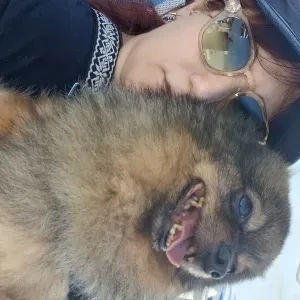 Pet sitter nancy alentour tout animaux de compagnies