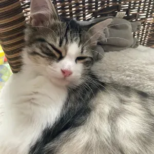 Emploi de Petsitter Bois-D'Arcy