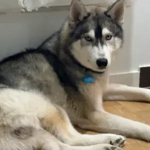 Garde d'un husky sibérien 