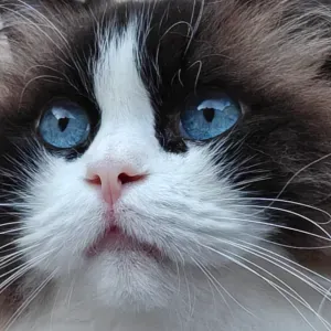 Pet-Sitter attentionnée autours d'Aigle 