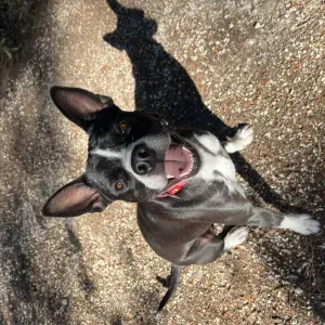 Looking for a Dog walker 