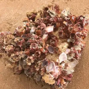 Limpezas para contratar