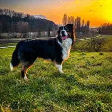 GARDE ANIMAUX A TOUT MOMENT