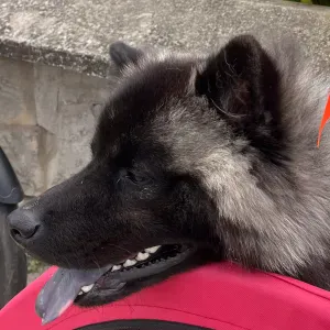 À la recherche d'un pet sitter