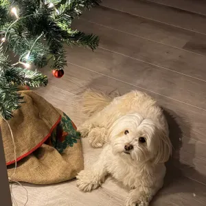 Pet sitting From 23rd Jan 21:00 to 26th Jan 10:00