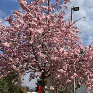 Aide soignante et accompagnement 