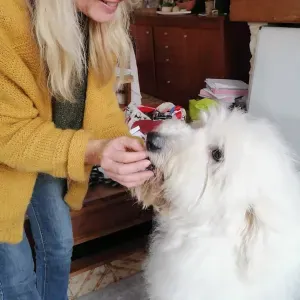 Garde d animaux a Estrées 59151