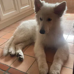 À la recherche d'un Pet Sitter