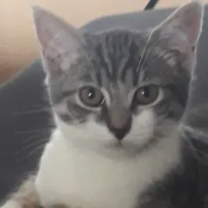 A la recherche d'un pet-sitter pour chat