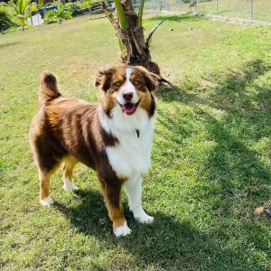 Recherche PetSitter du 12 septembre au 23 septembre 2025