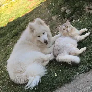 Petsitter en Corrèze chat chien 