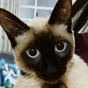 Vaga para Petsitter em Condeixa-a-nova