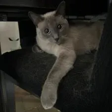 recherche cat sitter