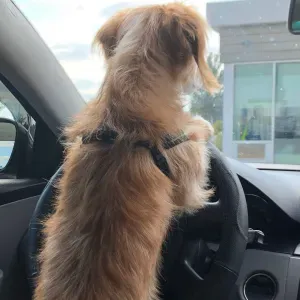 Tratador de animais de preferência cães. 