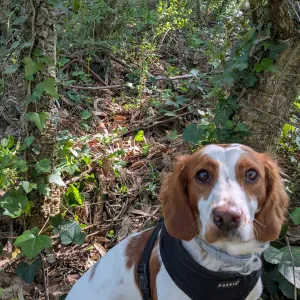 Pet sitting segunda feira 18h30-23h