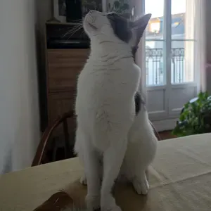 Gardez Boubou chez nous