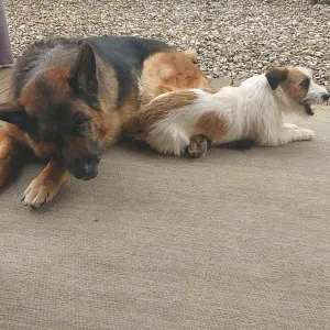 Cerco dog sitter fissa al mio domicilio