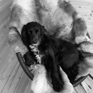 garder mon chien cocker anglais le 21 octobre de 8h à 14h