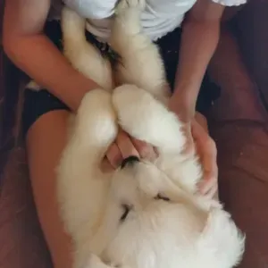 Pet-sitter à Toulon et la Seyne-Sur-Mer☺️