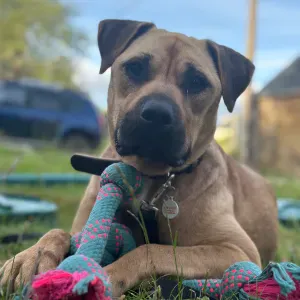Pet-sitter à Plougastel- Daoulas 