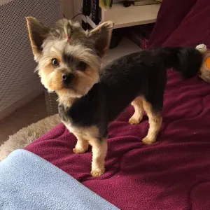 recherche pet Sister voulant garder ma petite VENUS