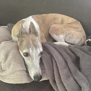 Garde avec amour – Pour des animaux heureux en votre absence