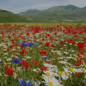 Cerco Servizio di pulizia