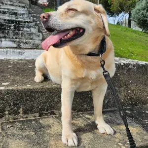 Looking for a dog-sitter in Graça Lisboa