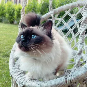 Pet-sitter motivée avec beaucoup d'amour à donner 