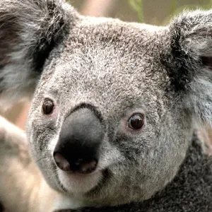 Estou à procura de uma ama perto de mim