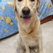 Pesquise um(a) cuidador de outros animais em Lisboa