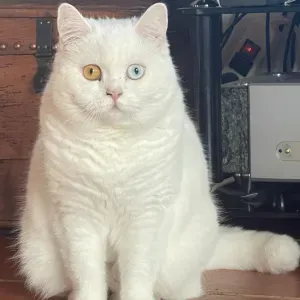 Pet sister pour chat garde chez pet sister endroit clôt 