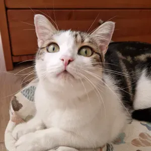 Cerco qualcuno che ospiti il mio gattino