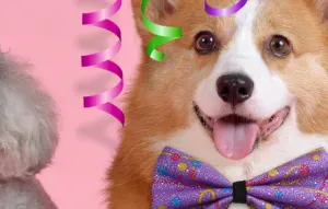 Procuro um pet sitter para o meu Golden 