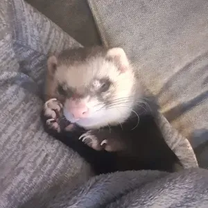 Ferret sitting services in Bolton